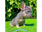 French Bulldog Puppy for sale in San Diego, CA, USA