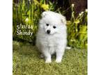 SHINDY-Mini Husky