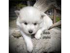 American Eskimo Dog Puppy for sale in Merlin, OR, USA