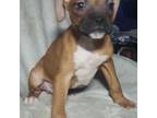 Boxer Puppy for sale in Silverton, OR, USA