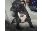 Boxer Puppy for sale in Silverton, OR, USA