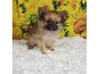 Pomeranian Puppy for sale in Ponca City, OK, USA