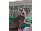 Adopt GABIE a Pit Bull Terrier