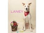 Adopt Laney a Husky, Mixed Breed