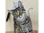 Adopt Marcy a Domestic Short Hair