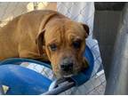 Adopt GAIA a Pit Bull Terrier