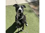 Adopt KELLY RIPPA a Pit Bull Terrier
