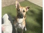 Adopt ELSA a Pit Bull Terrier, Mixed Breed