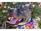 Adopt IMPALA a Pit Bull Terrier, Mixed Breed