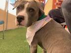 Adopt FANTA a Pit Bull Terrier