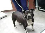 Adopt KAYLEE a Pit Bull Terrier, Mixed Breed