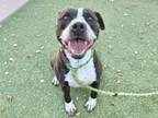 Adopt JULIE a Pit Bull Terrier, Mixed Breed