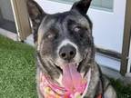 Adopt BELLA a Akita