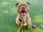 Adopt DENNY a Pit Bull Terrier