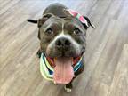 Adopt KENDALL a Pit Bull Terrier