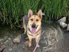 Adopt KYRA a German Shepherd Dog