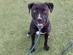 Adopt SCARLET a Pit Bull Terrier, Boxer
