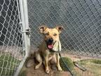 Adopt ROSE a Labrador Retriever, Mixed Breed