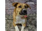 Adopt Lindsey a Shepherd, Mixed Breed
