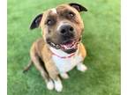 Adopt TANKINI* a American Staffordshire Terrier