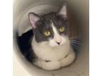 Adopt Chrissy a Domestic Short Hair