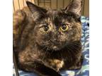 Adopt Venus a Domestic Short Hair