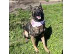 Adopt LOLLY a German Shepherd Dog