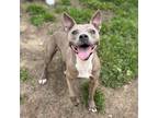 Adopt ASHBY ANN-MARIE a Pit Bull Terrier