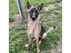 Adopt LUNA a German Shepherd Dog