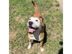 Adopt STAR a Pit Bull Terrier