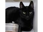 Adopt TOBIE a Domestic Short Hair