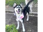 Adopt EREBUS a Siberian Husky, Mixed Breed