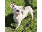Adopt WINNIE a Pit Bull Terrier, Mixed Breed