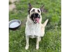 Adopt ESME a German Shepherd Dog, Mixed Breed