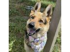 Adopt NIA a German Shepherd Dog