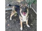 Adopt FERGIE a German Shepherd Dog, Mixed Breed