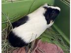 Adopt Tai a Guinea Pig