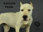 Adopt PEARL a Dogo Argentino