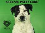 Adopt PATTY CAKE a Border Collie