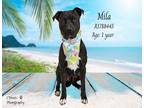 Adopt Dog a Pit Bull Terrier, Mixed Breed
