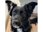 Adopt Dog a Border Collie, Mixed Breed