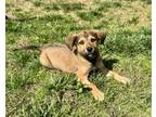 Adopt Baby Ruth a Terrier, Mixed Breed
