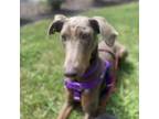 Adopt Priya a Greyhound, Doberman Pinscher