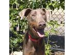 Adopt Priya a Greyhound, Doberman Pinscher