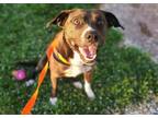 Adopt PUCA a Pit Bull Terrier, Mixed Breed