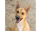 Adopt HANNAH a German Shepherd Dog