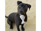 Adopt LULU LEMON a Staffordshire Bull Terrier, Mixed Breed