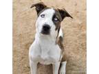 Adopt REINA a Pit Bull Terrier, Siberian Husky