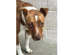 Adopt BONITA a Pit Bull Terrier