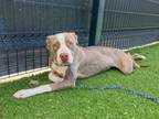Adopt BEVERLY a Pit Bull Terrier, Mixed Breed